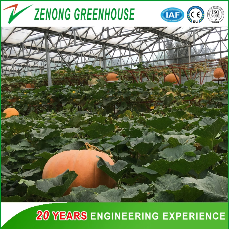 PC Sheet Multi-Span Greenhouse Convenient for Mechanized Operation with Ventilation system Suitable for Year-Round Planting