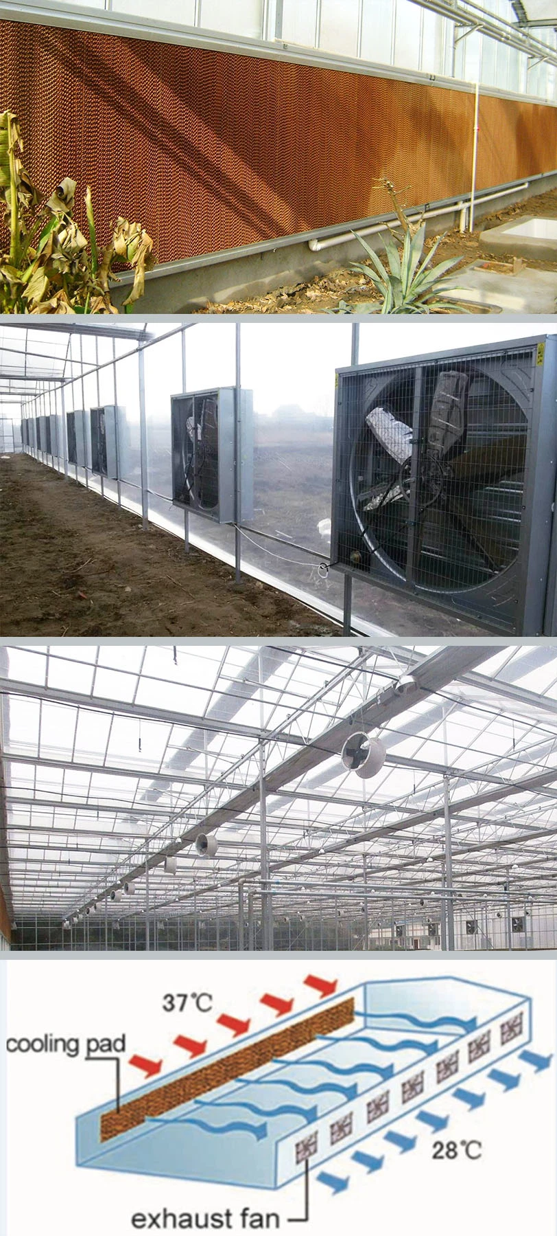 Venlo Type PC Sheet Agricultural Polycarbonate Greenhouse for Mushroom