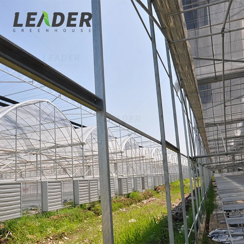 Agricultural Multi-Span Plastic Tunnel Film Greenhouse