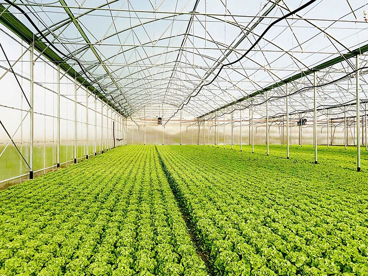 Skyplant Agricultural Greenhouse Export Single Span Tunnel Dome Film Greenhouse